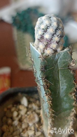 Кактусы редкие