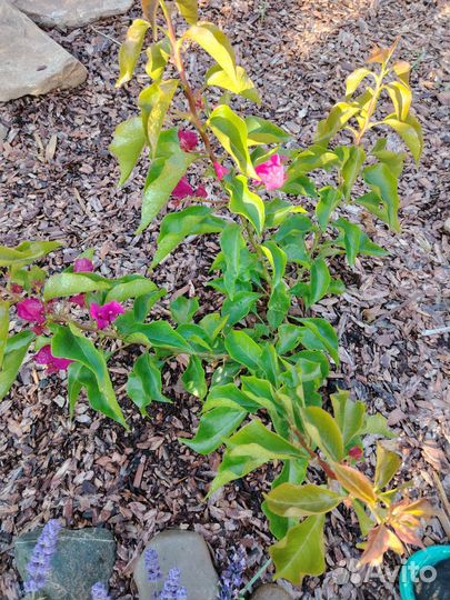 Бугенвиллия