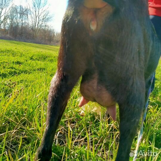 Англо нубийские козы, козлик