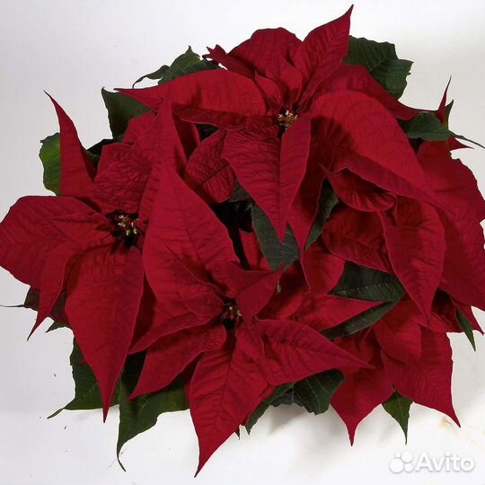 Фаленопсис Албуфера Азиатская орхидея