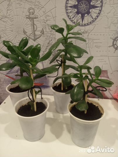 Толстянка (денежное дерево)