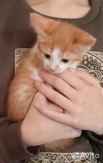 Котенок в дар