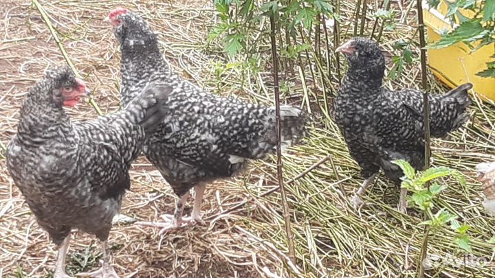 Домашние куры