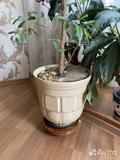 Фикус бенджамина