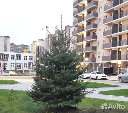 Ели голубые с профессиональной выкопкой и посадкой