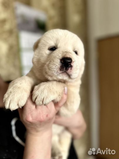 Щенки Алабая (среднеазиатская овчарка сао)