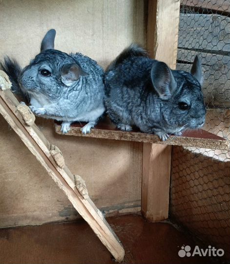 Продам шиншилл