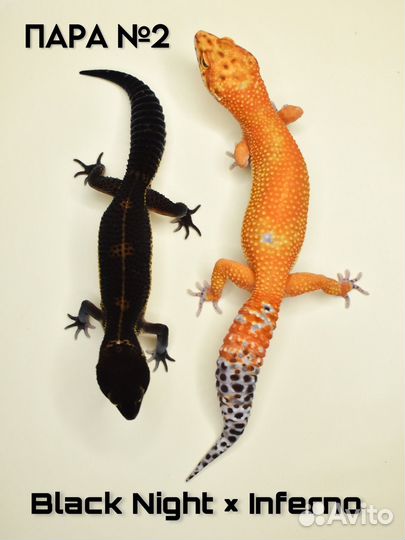 Эублефары Cross Black Night