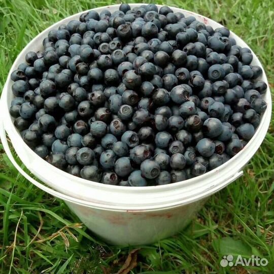 Свежая черника