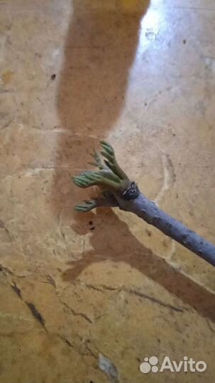 Эводия даниэля черенки