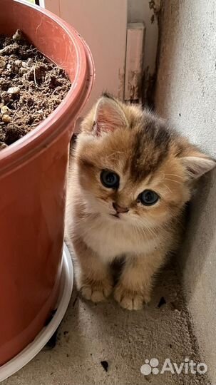 Шотландские золотые шиншиллы котята скотиш страйт