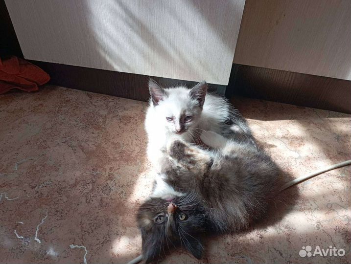 Котята в добрые руки