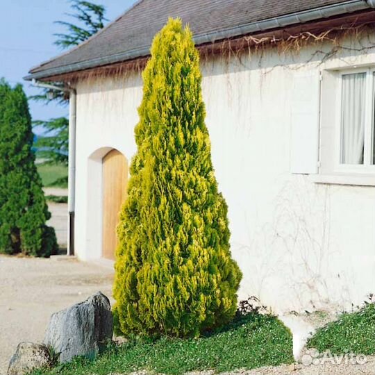 Пирамидальная туя