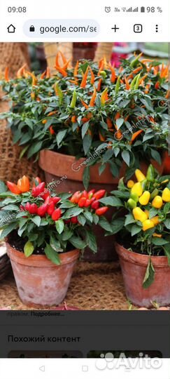 Рассада острого перца комнатного маленький