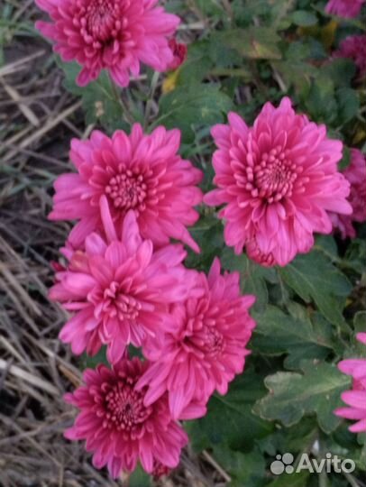 Хризантема корейская