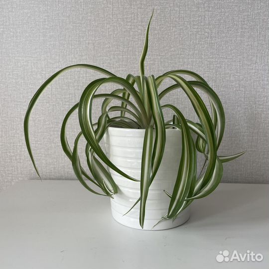 Хлорофитум кудрявый