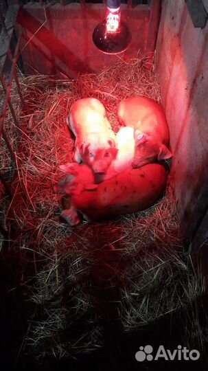 Поросята