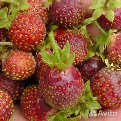 Земклуника Пенелопа