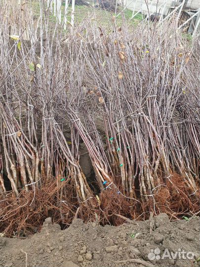 Саженцы яблони (vip cорт)