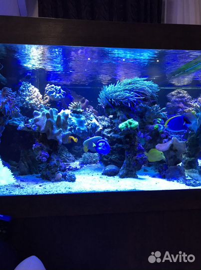 Аквариума морской