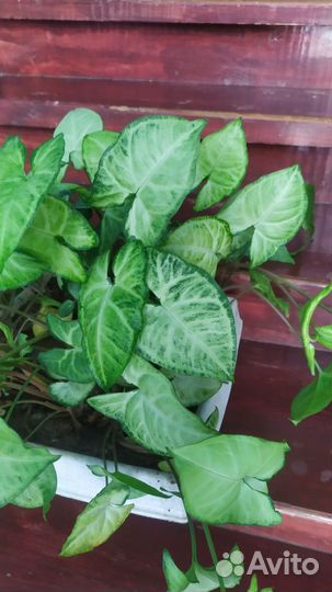 Сциндапсус, сингониум