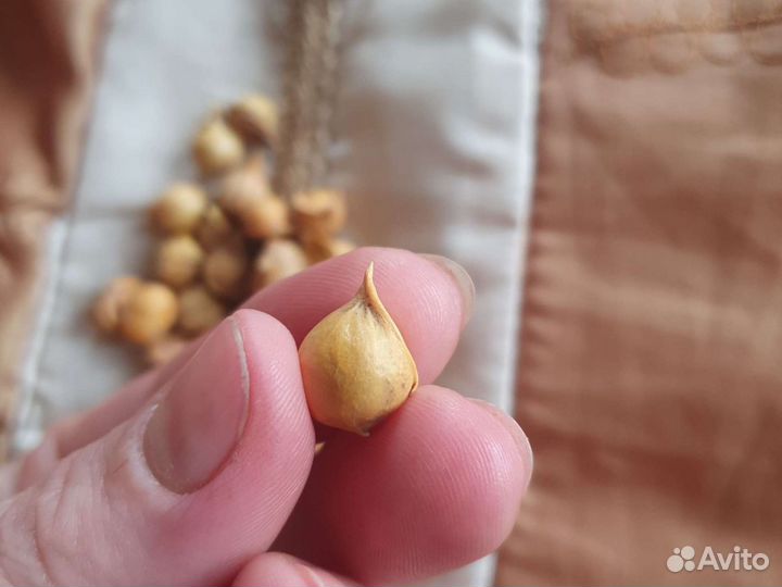 Огромный чеснок в наличии Гигантская тыква.Высылаю