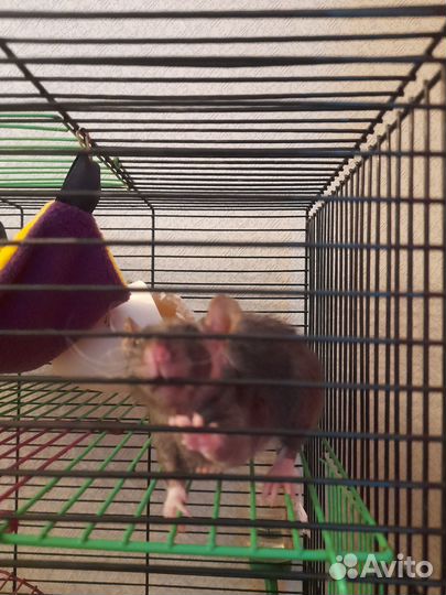 Отдам крысу девочку полусфинкса