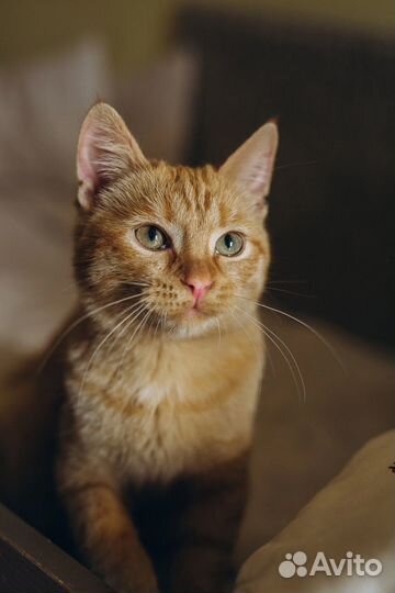 Котенок прекрасный