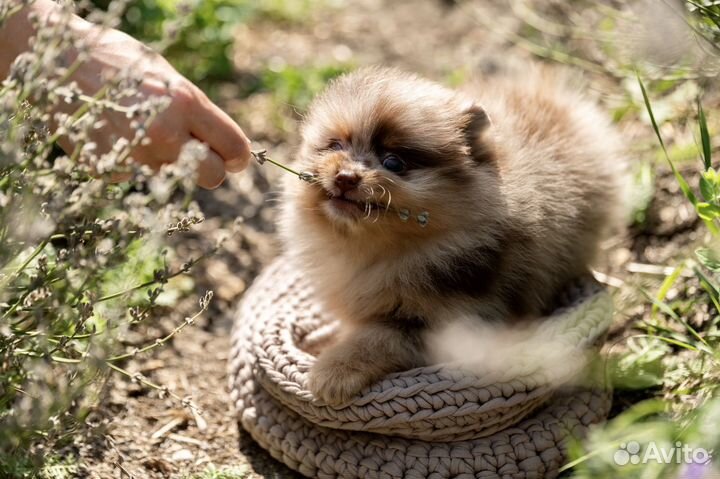 Шоколадно-мраморная малышка померанского шпица
