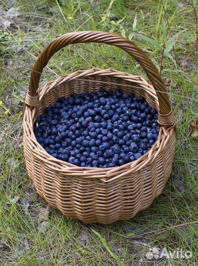 Черника свежая / ягоды