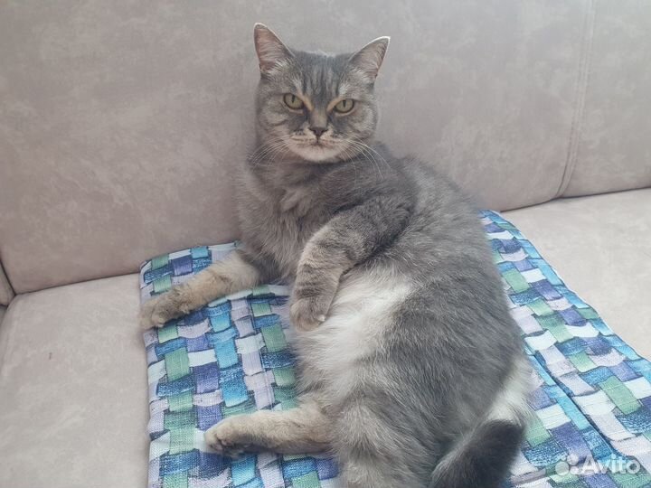 Кошки
