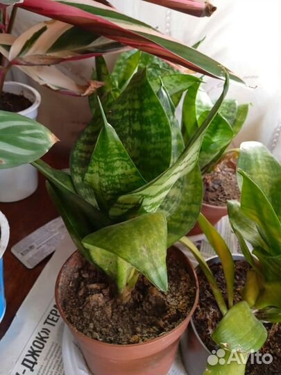 Домашние цветы