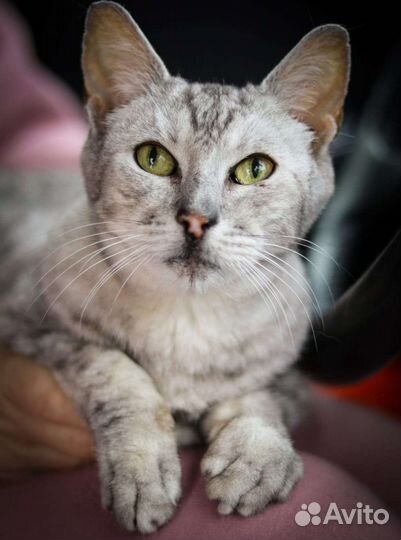 Кот в добрые руки метис породный