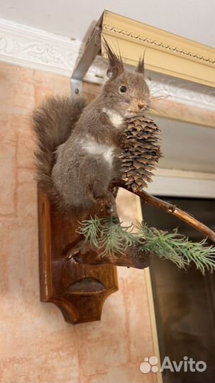 Чучело белки
