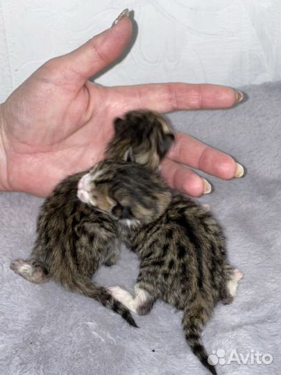 Бенгальские котята