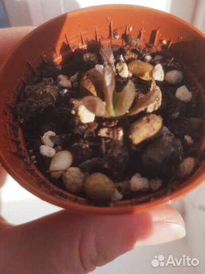 Хавортия трунката купера и хавортия мидоригаме