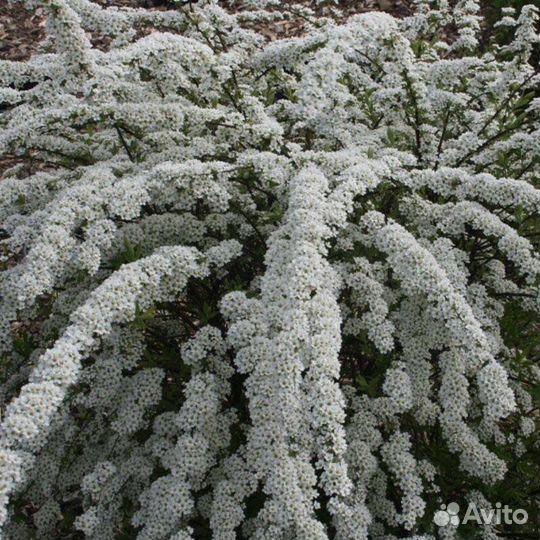 Спирея сноумаунд
