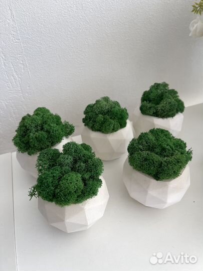 Мох горшочках 5 штук