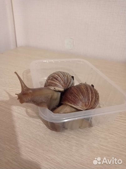 Улитки ахатины