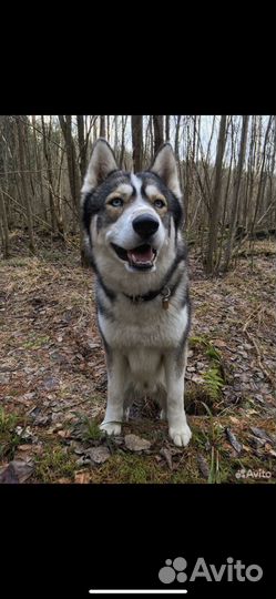 Щенки хаски