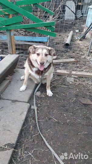 Хороший пёс на охрану