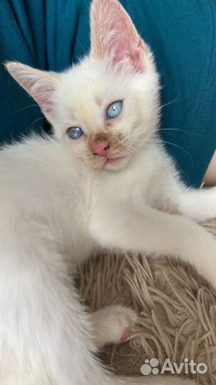 Сиамская кошечка