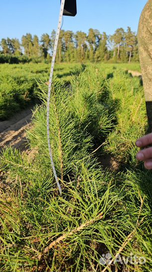 Саженцы ели европейской окс