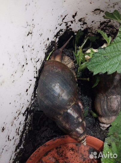 Улитки, разные виды