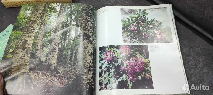 Книга По кавказскому заповеднику