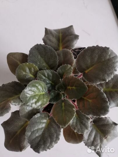 Фиалки сортовые