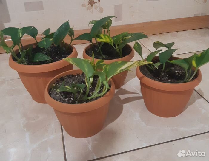 Сциндапсус эпипремнум