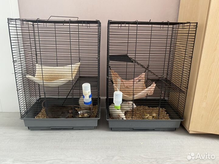 Крысы с клеткой