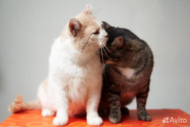 Дачник ищет дом