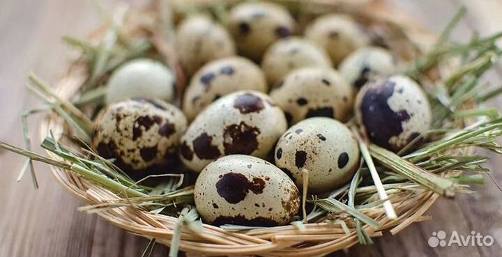 Яйца перепелиные домашние